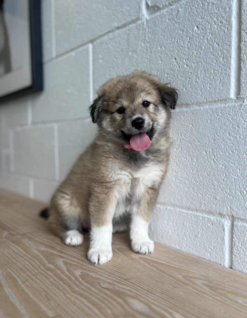 Screenshot 2026-04-16 at 4.16.49 PM.png