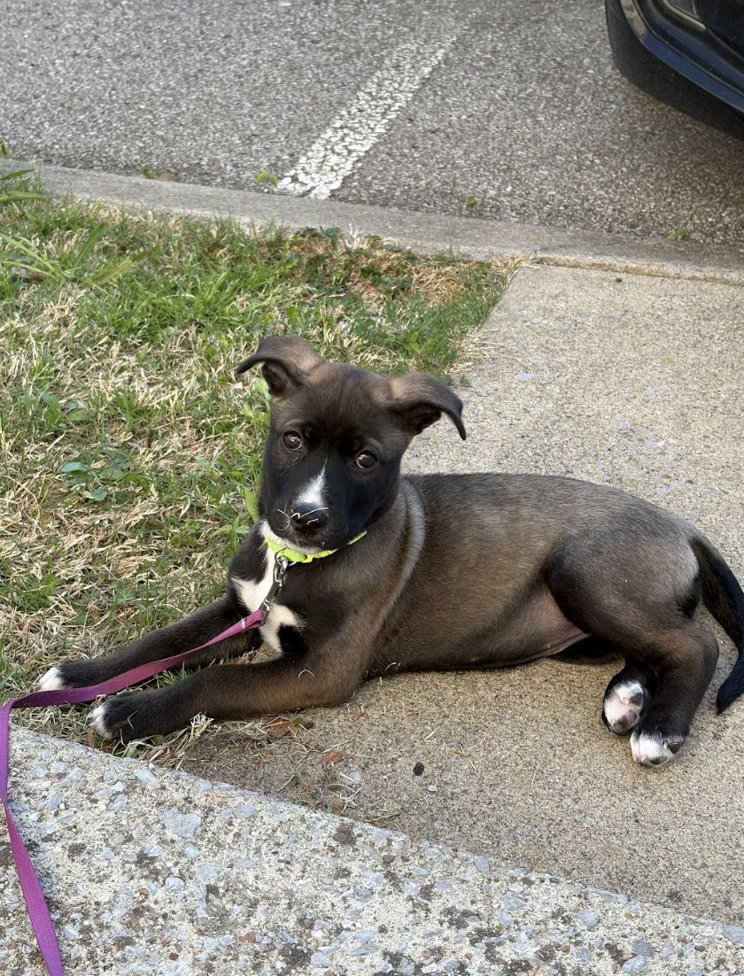 Screenshot 2026-04-03 at 2.05.23 PM.png