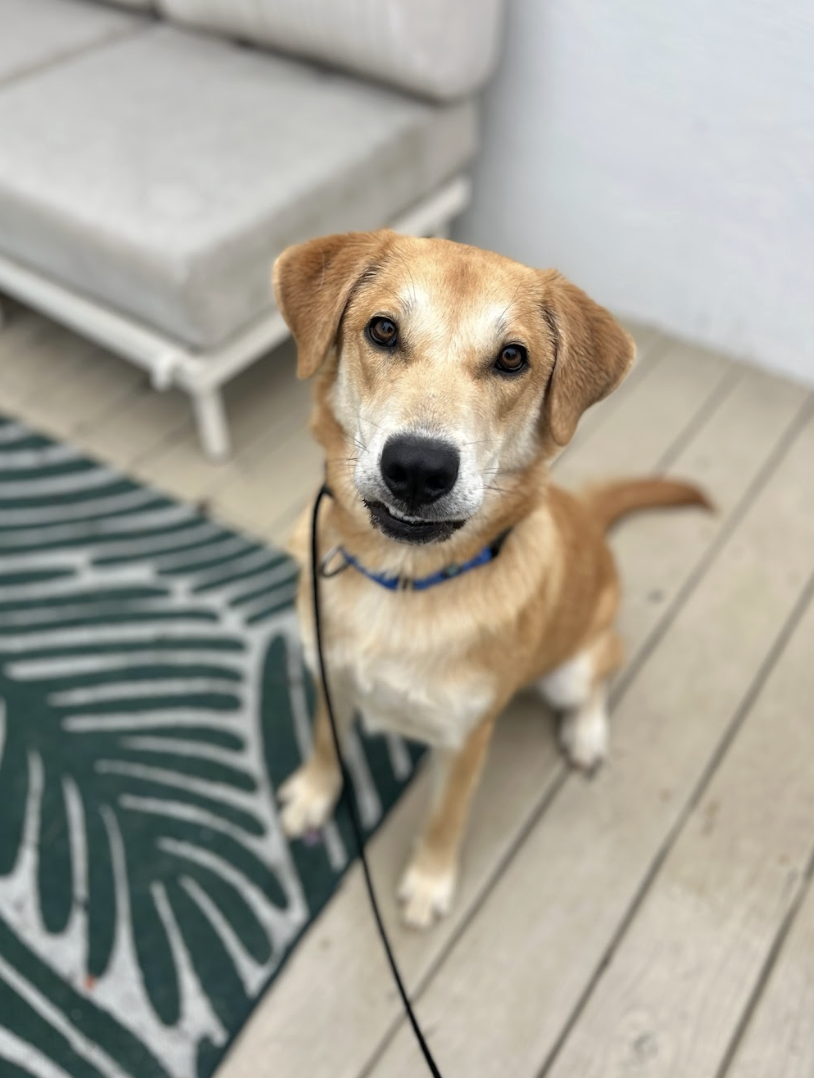 Screenshot 2026-02-19 at 3.51.37 PM.png