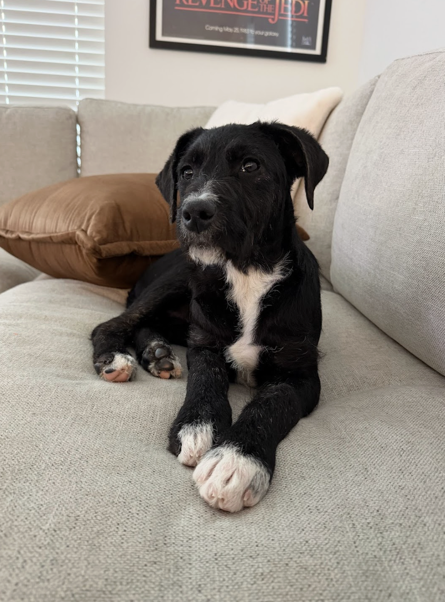 Screenshot 2026-02-27 at 1.01.07 PM.png