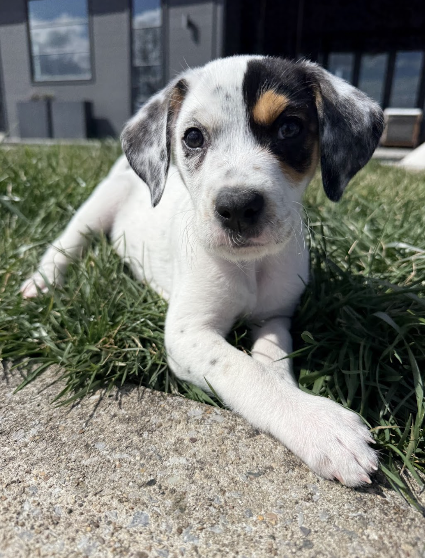 Screenshot 2026-03-10 at 8.58.45 PM.png