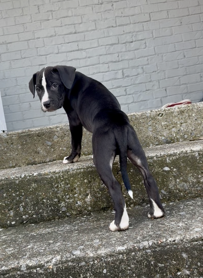 Screenshot 2026-01-07 at 1.11.41 PM.png