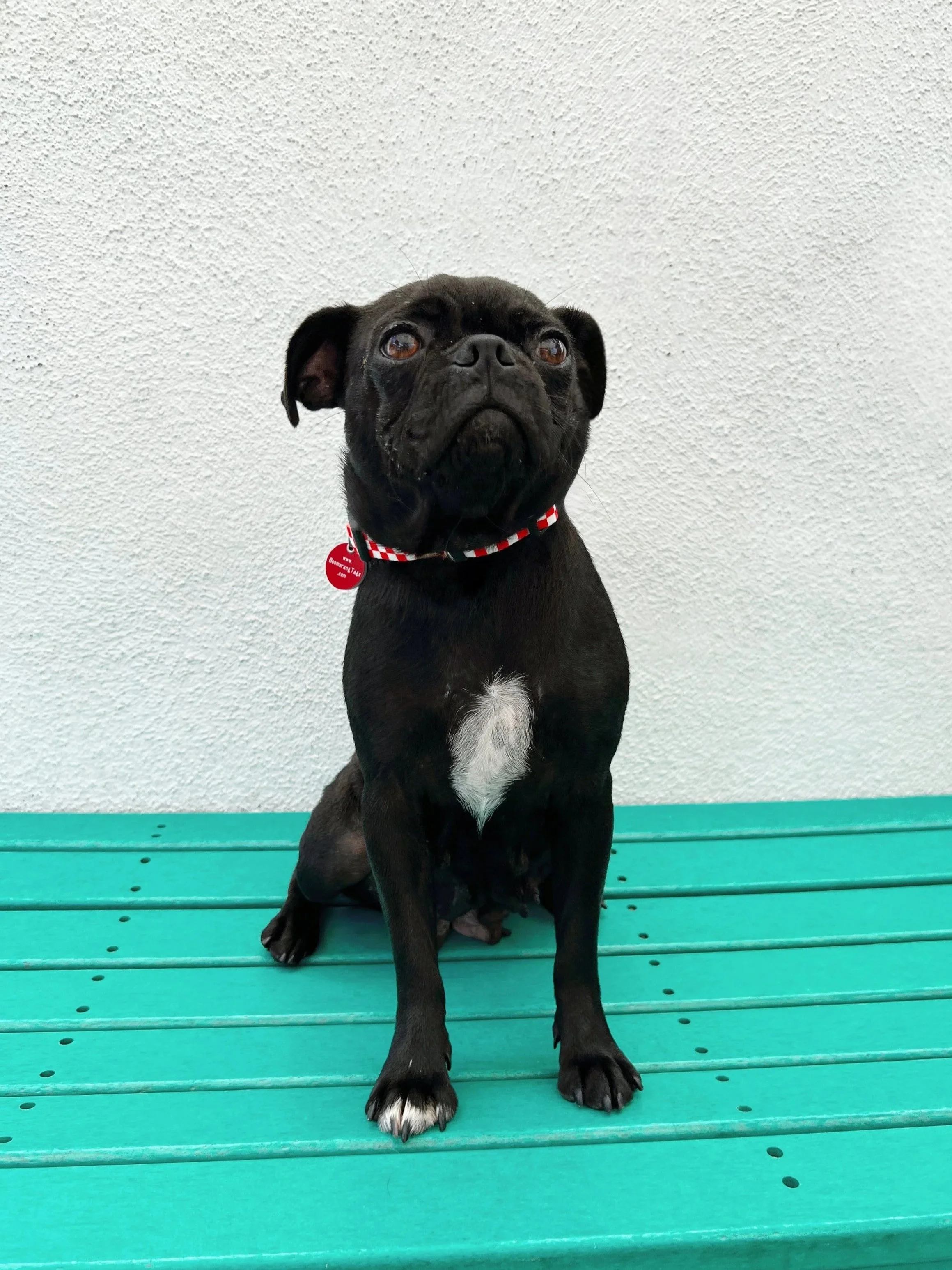 Pug
