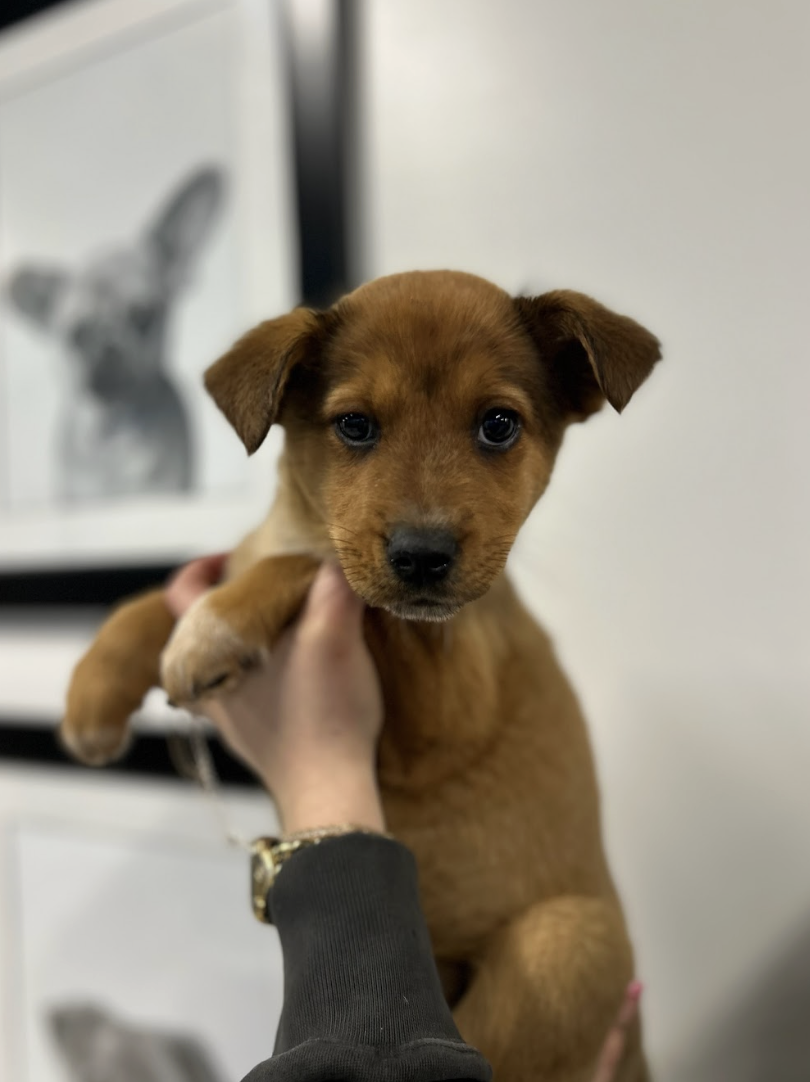 Screenshot 2026-02-19 at 7.04.28 PM.png