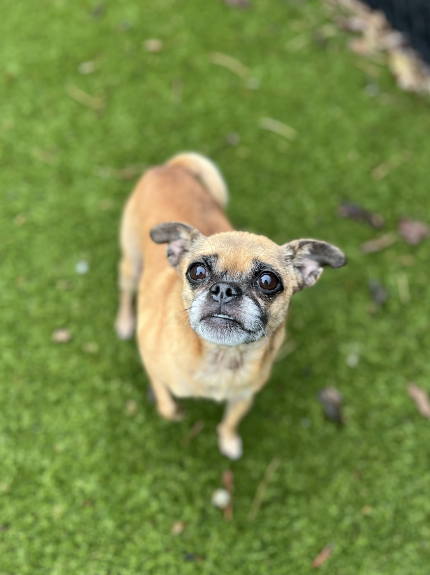 Screenshot 2025-12-18 at 3.26.39 PM.png