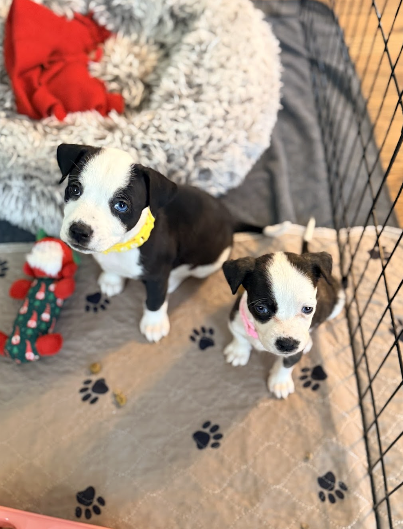 Screenshot 2026-04-23 at 2.22.08 PM.png