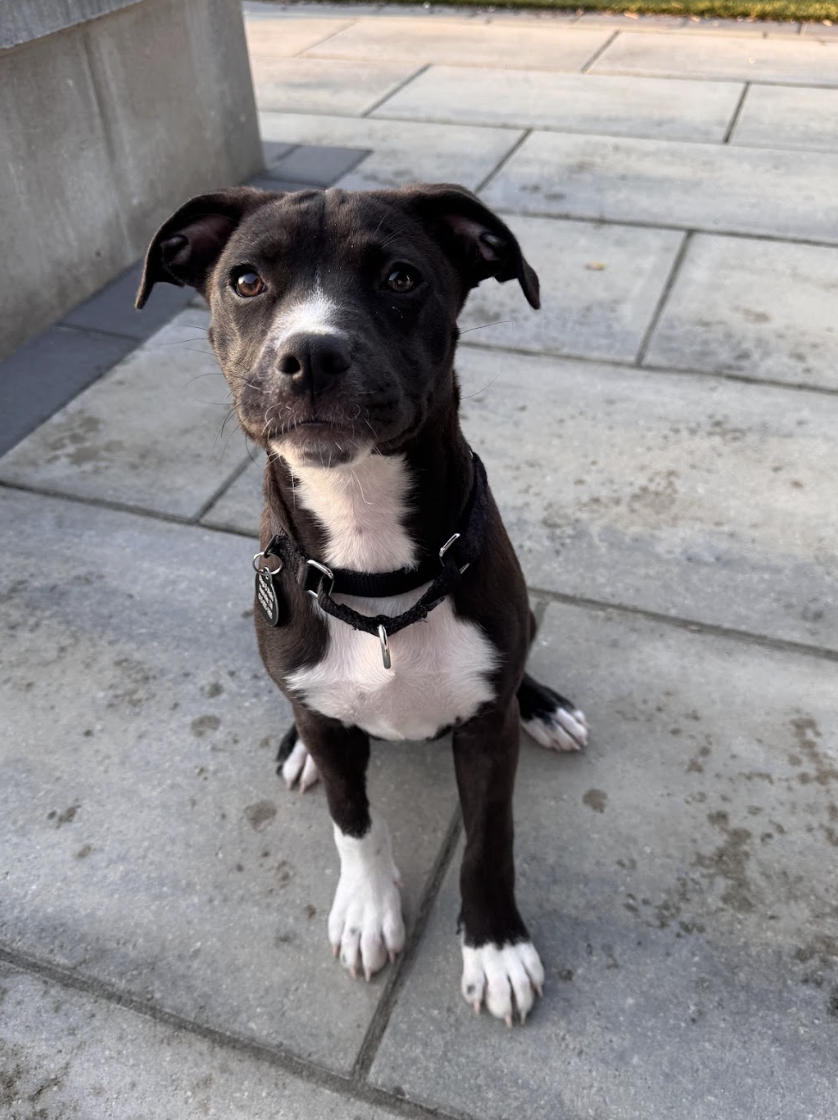 Screenshot 2026-04-03 at 1.21.51 PM.png