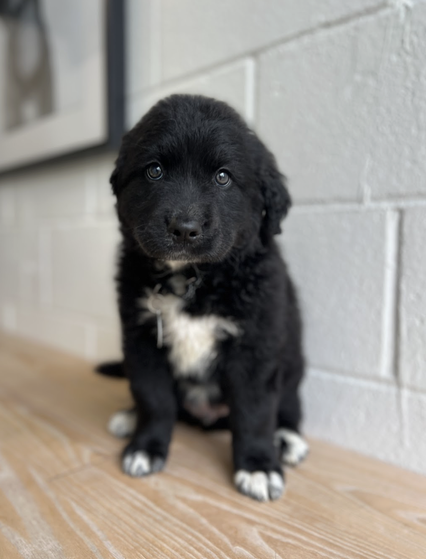 Screenshot 2026-04-16 at 4.21.34 PM.png