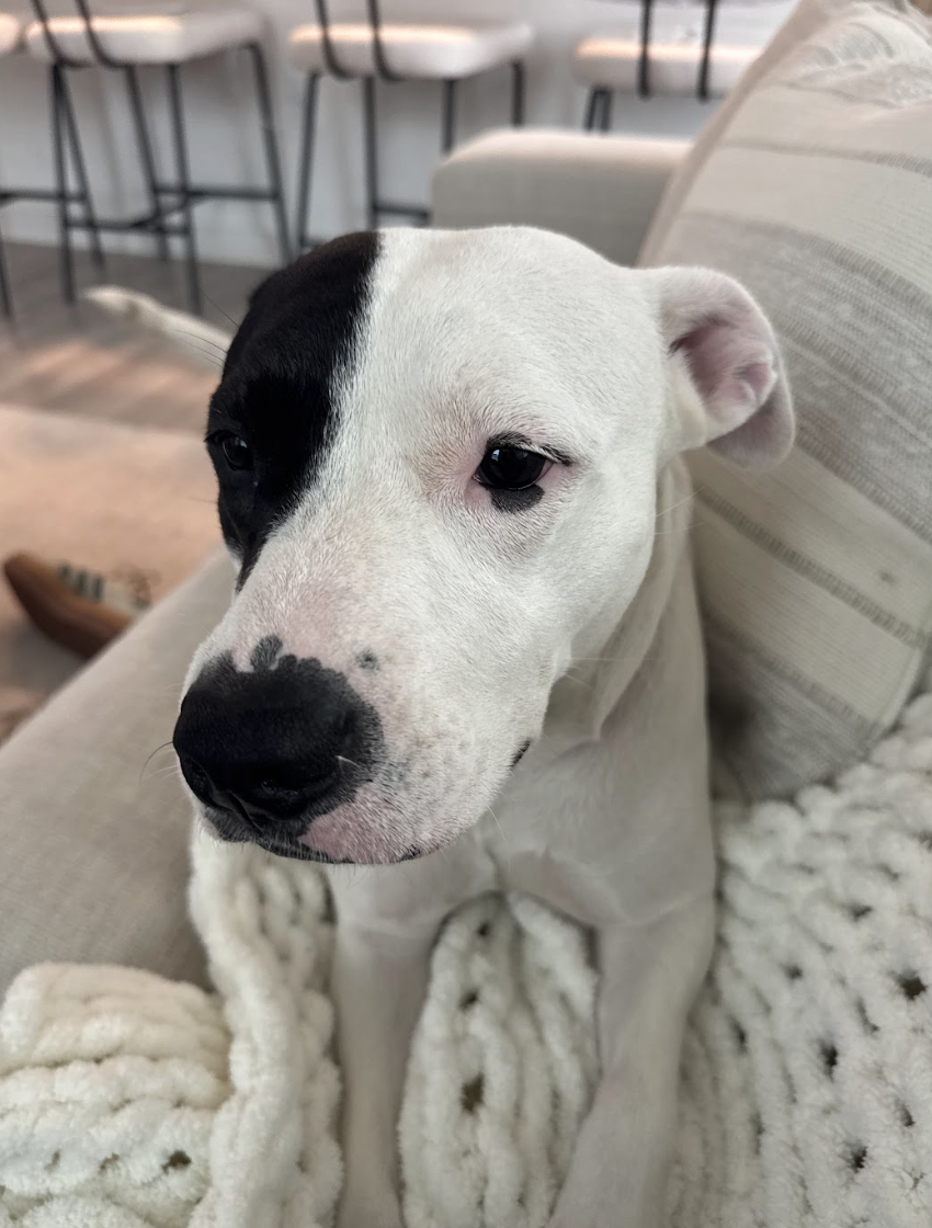 Screenshot 2026-04-03 at 3.30.49 PM.png