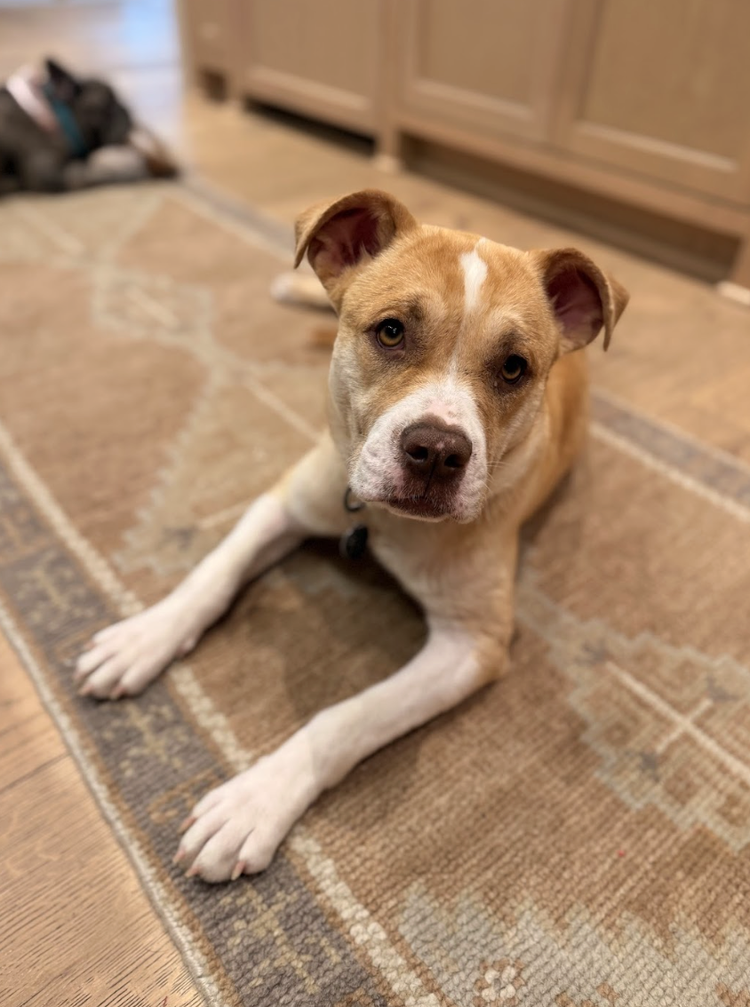 Screenshot 2026-03-18 at 4.28.12 PM.png