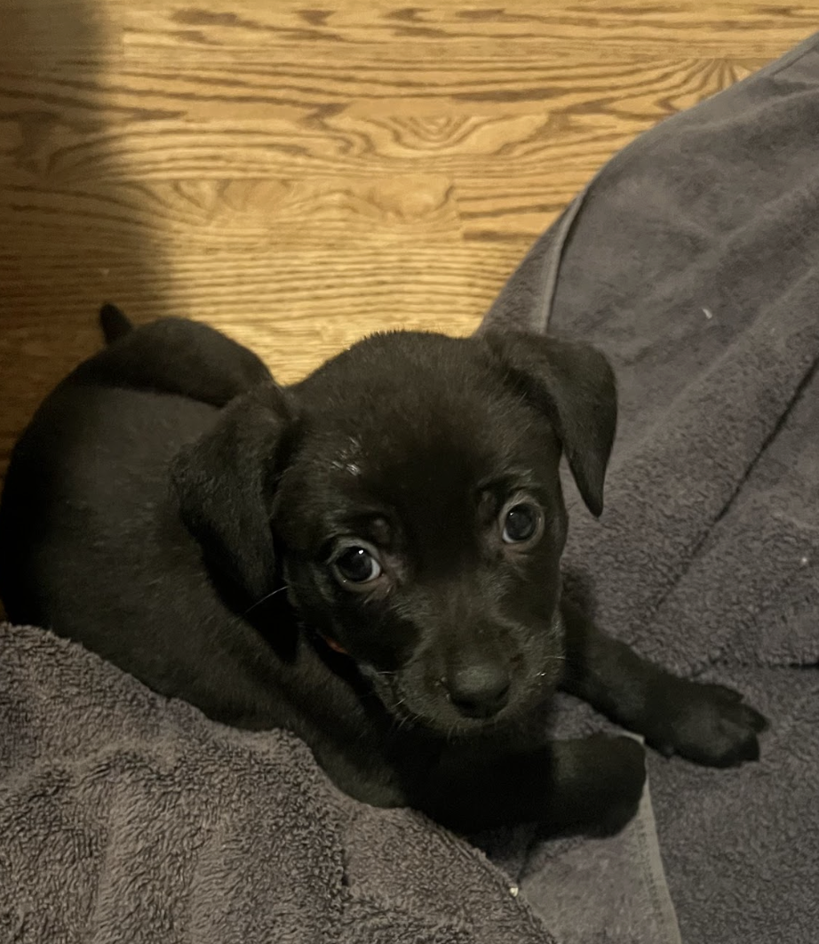 Screenshot 2026-02-13 at 4.32.56 PM.png