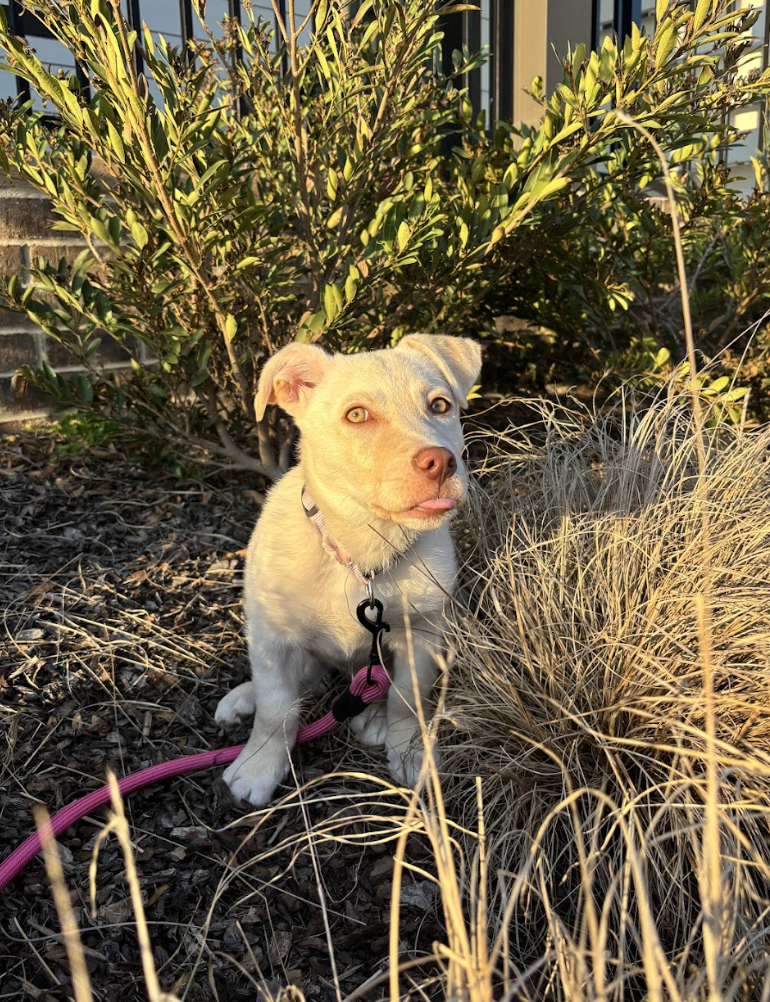 Screenshot 2026-04-03 at 2.39.38 PM.png