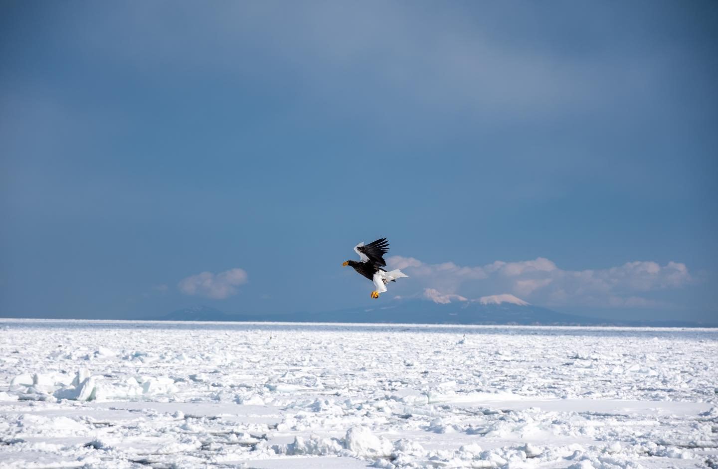 Rausu; Hokkaido Japan: Stellar Sea Eagle (O-Washi) over drift ice with Kunashiri in the background

#japantravelguide #stellarsseaeagle #japanawaits #birdsofprey #japanrevealed #hokkaido #explorejpn #lovers_nippon #explorejapan #bestjapanpics #japan_