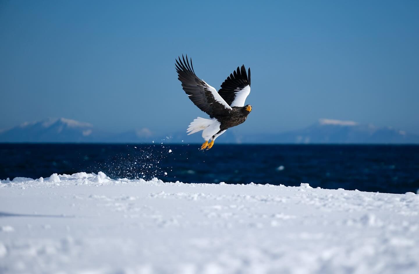 Few more Steller&rsquo;s Sea Eagles Pics.