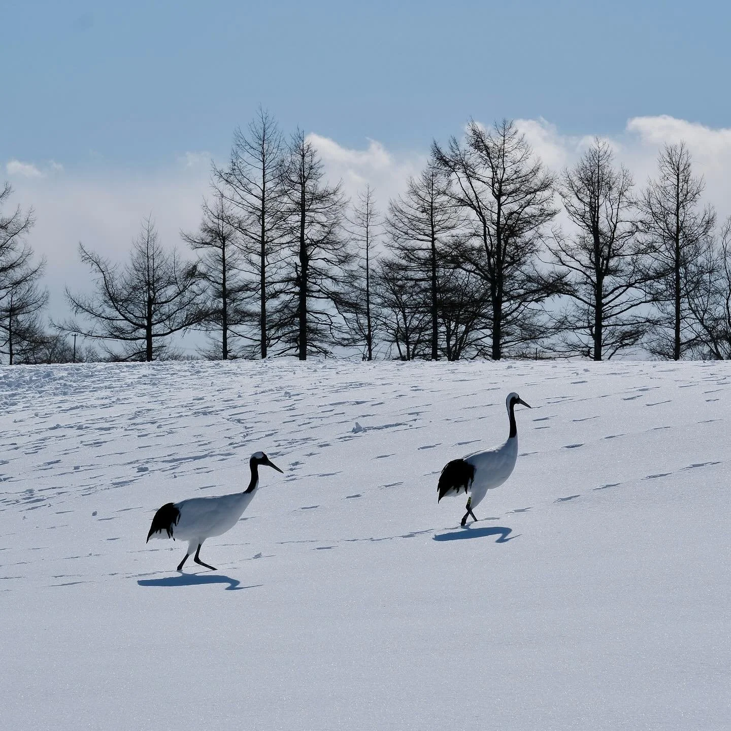 Red-crowned cranes, also known as Tancho cranes, are found in the eastern and northern parts of Hokkaido, Japan. They are the largest bird in Japan.