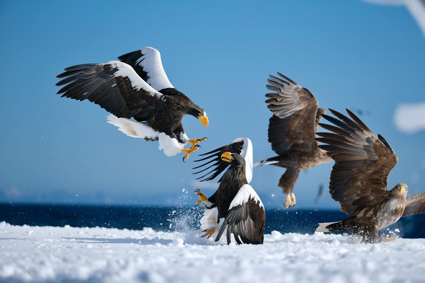 This is one of my favourite photos from our Hokkaido Sake Tour last week - Steller&rsquo;s Sea Eagles 🦅 in Rausu. These amazing birds migrate down from Siberia in the winter. They have a wingspan of up to 8 feet and are one of the rarest raptors in 