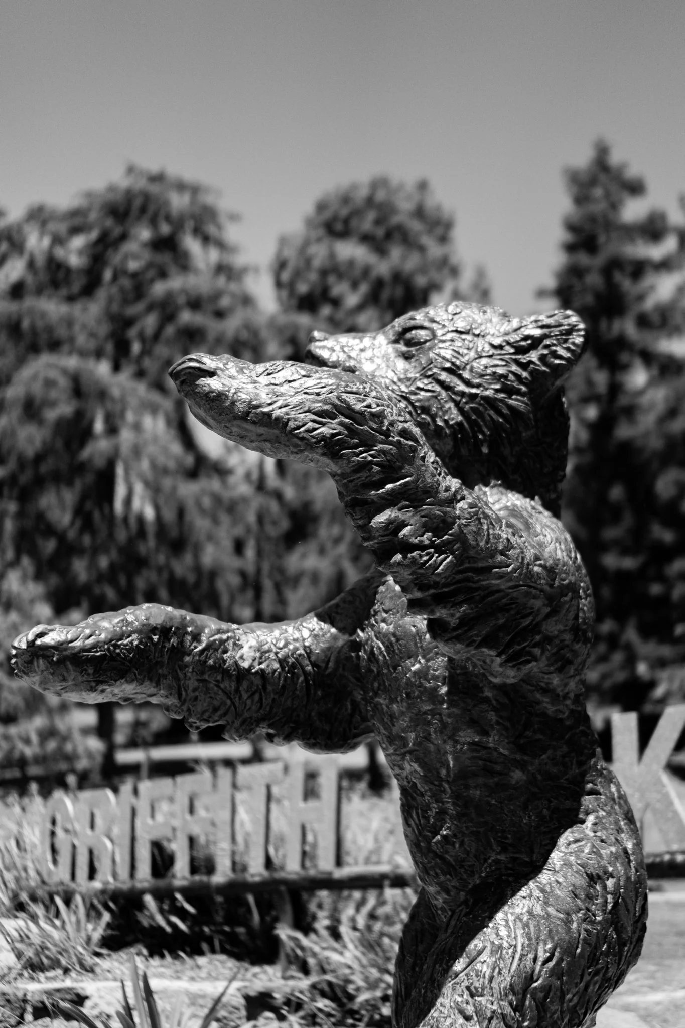 6-30-24 4220 Griffith Bear-01.jpg