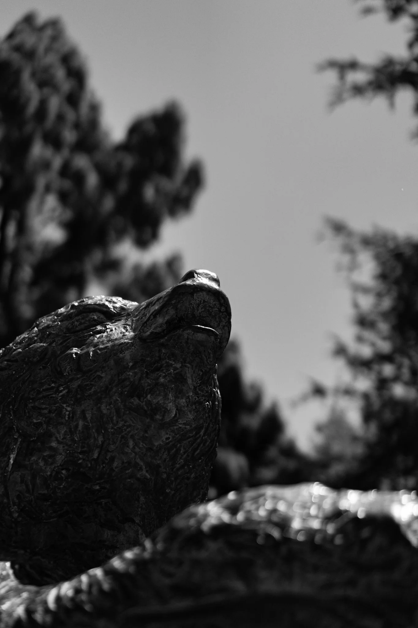 6-30-24 4220 Griffith Bear-03.jpg