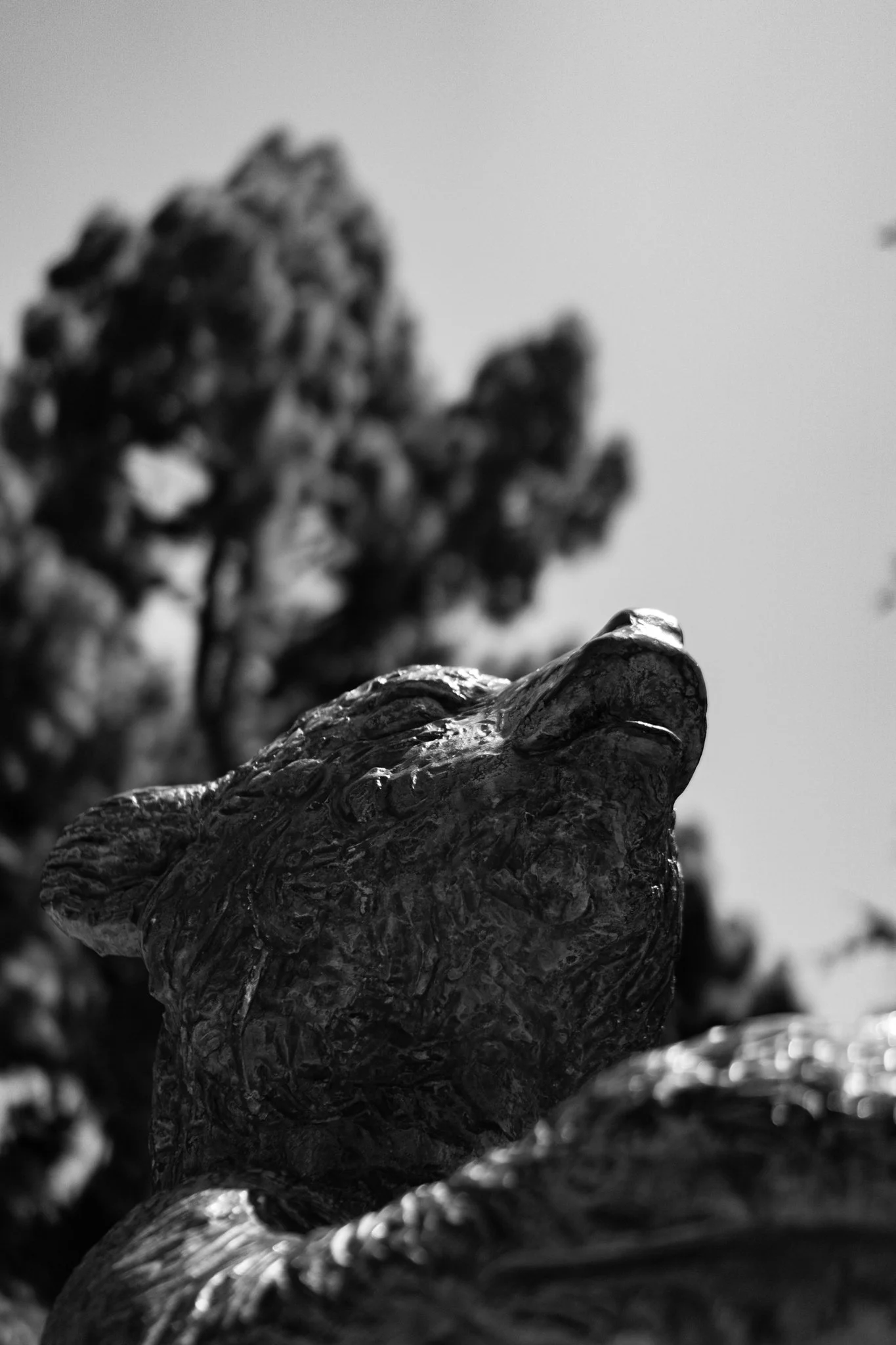 6-30-24 4220 Griffith Bear-04.jpg