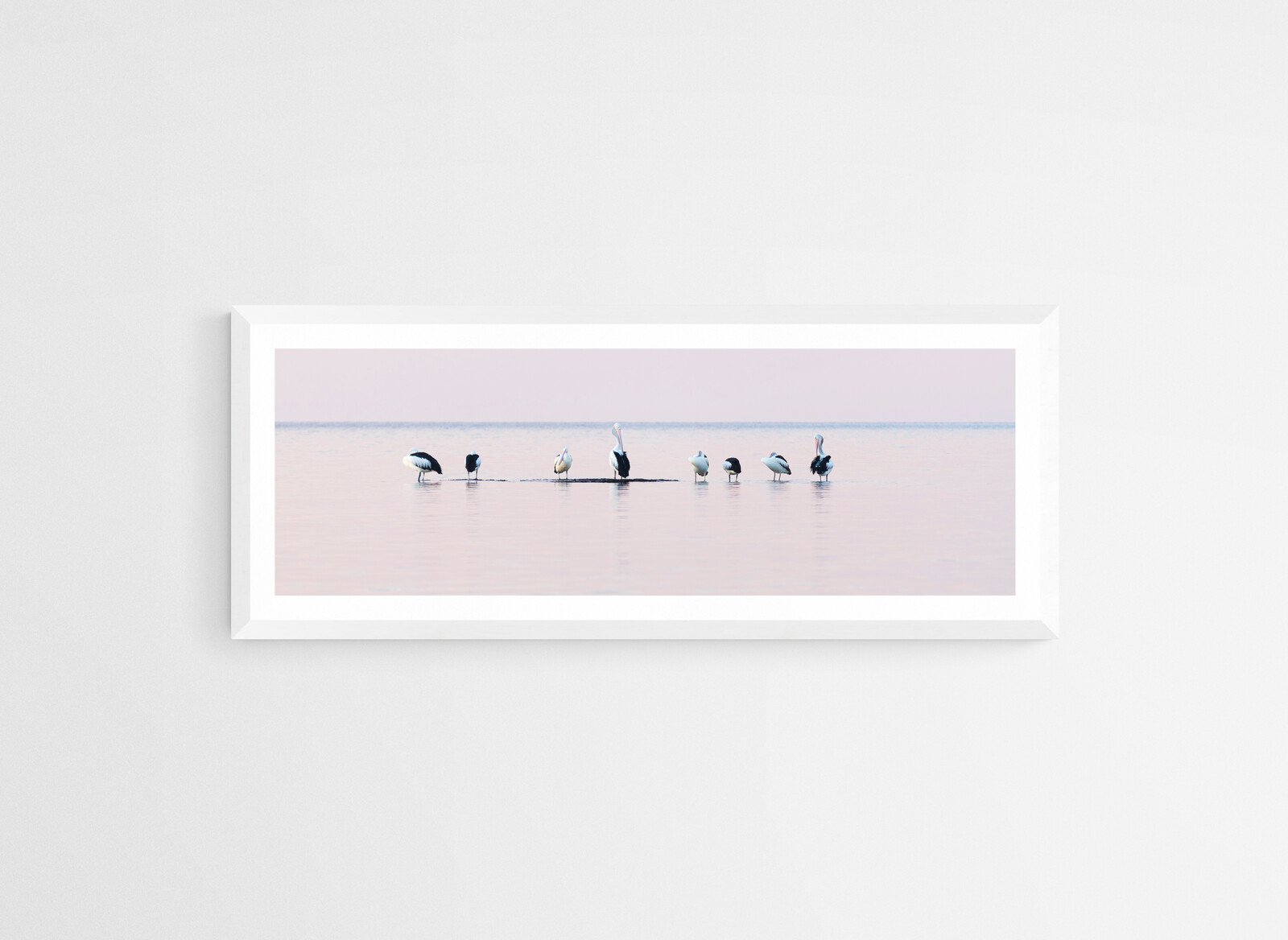 Pelicans White.jpg