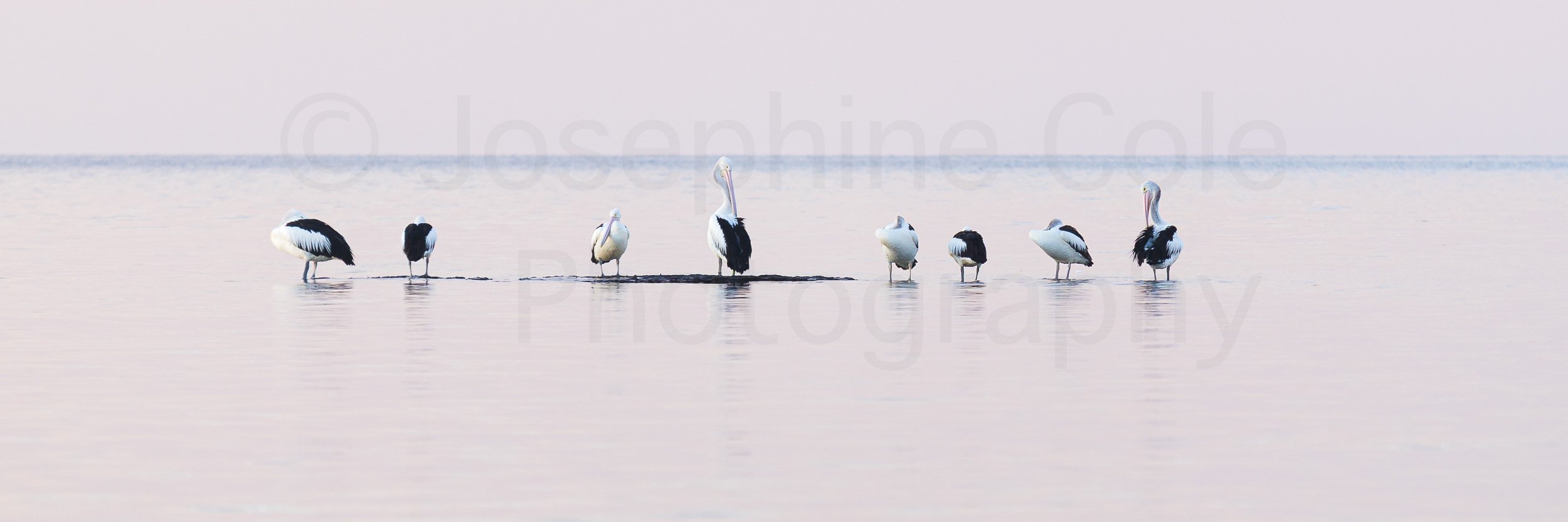 Pelicans - W-4084.jpg