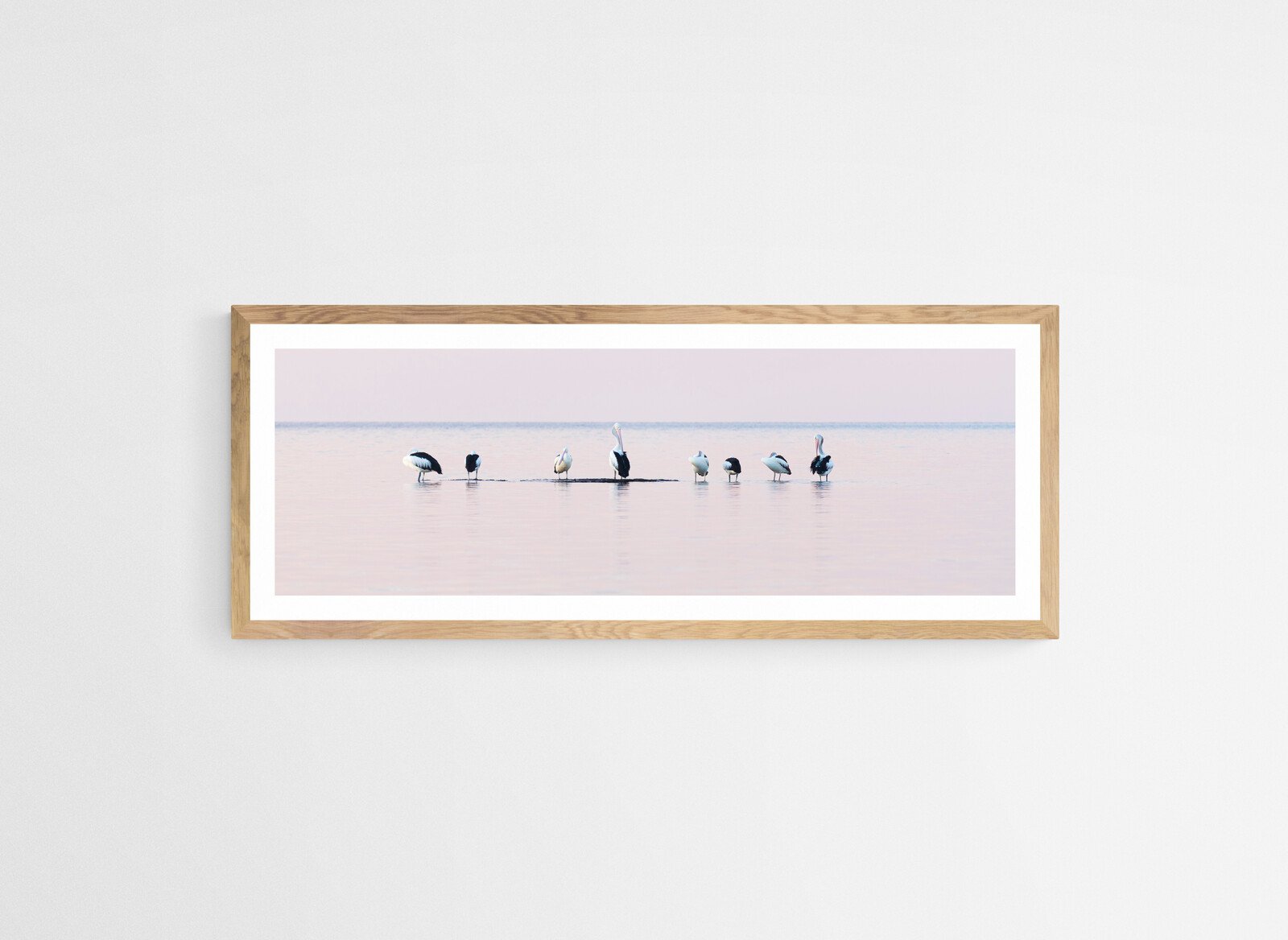 Pelicans Oak.jpg