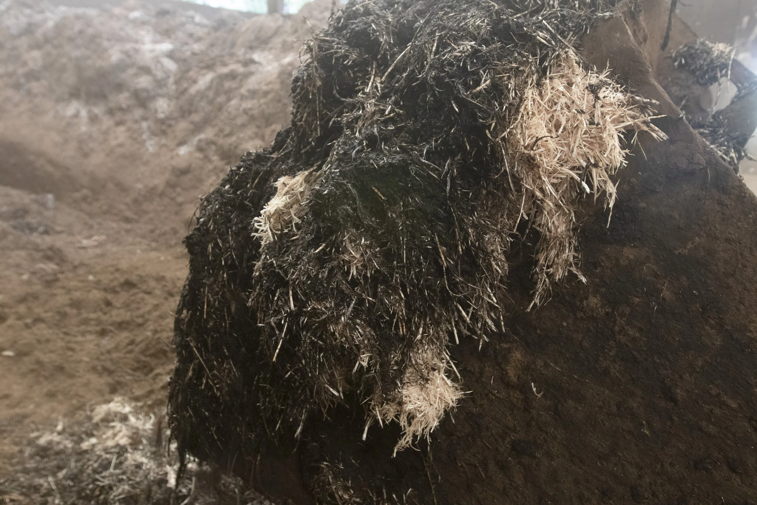 Feathers from a poultry processing plant in the process of being composted