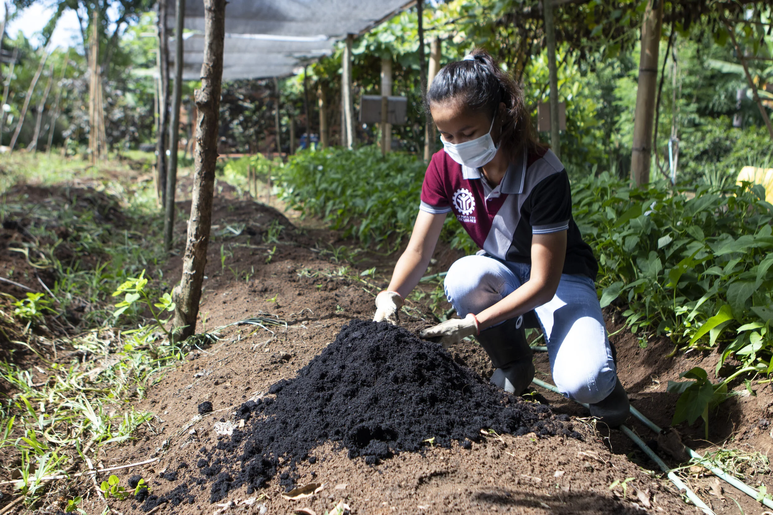 Application of Dr. Bo's Enriched Potting Mix in the plant's demo farm