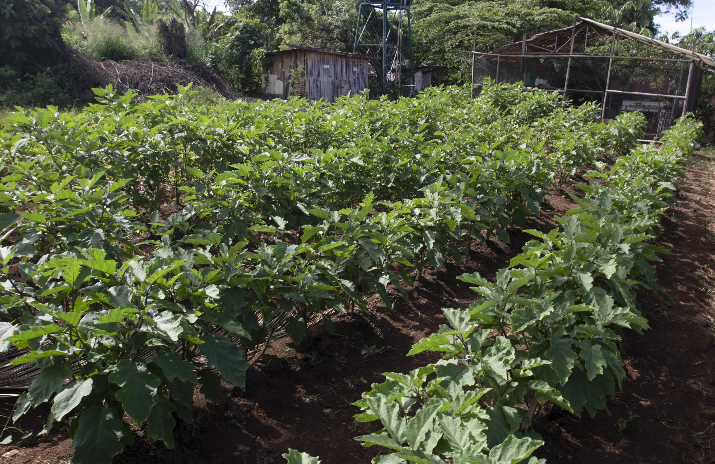 Some eggplants being grown with Dr. Bo's Bio Fertilizer at the demo farm