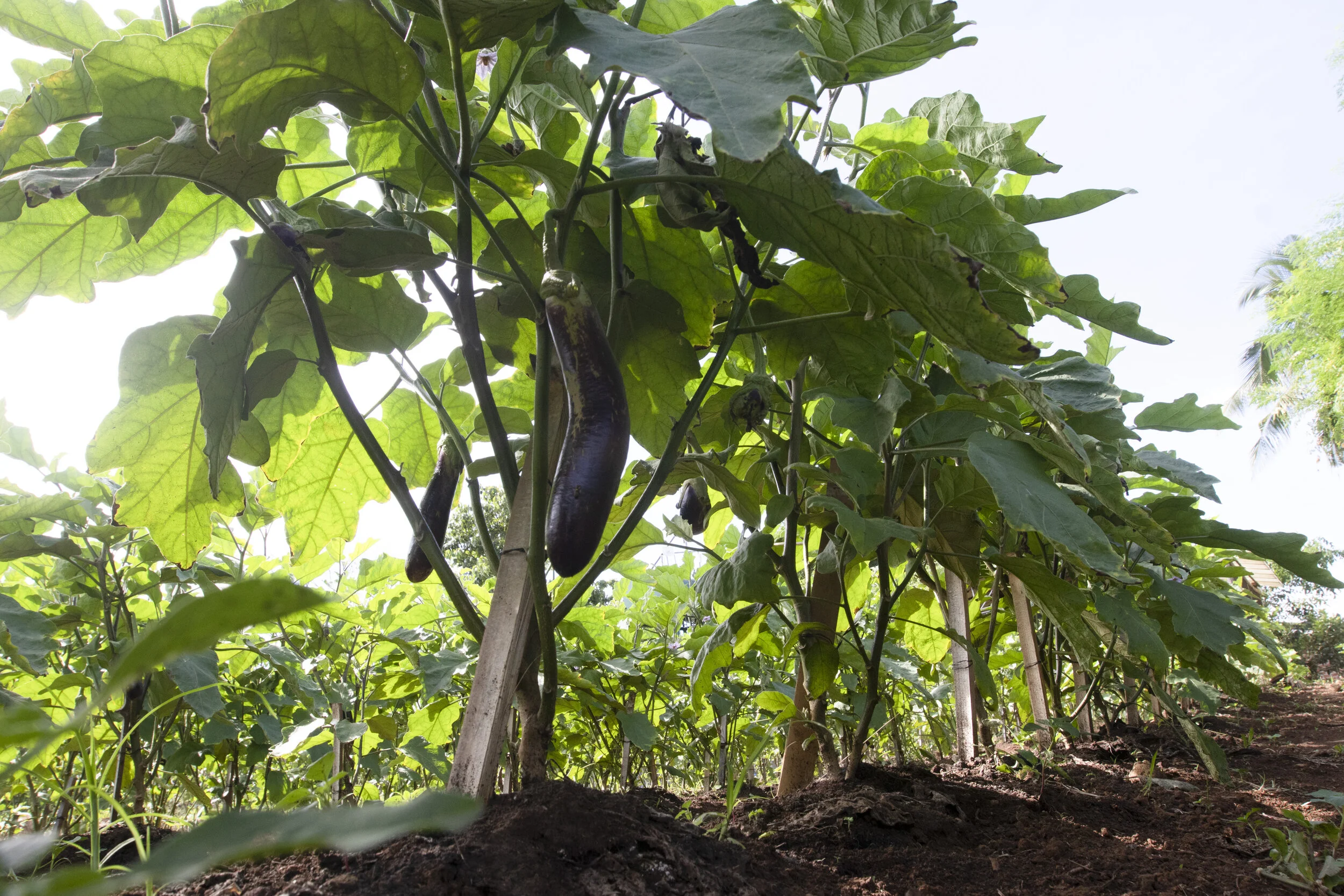 Eggplants growing well with Dr. Bo's Bio Fertilizer