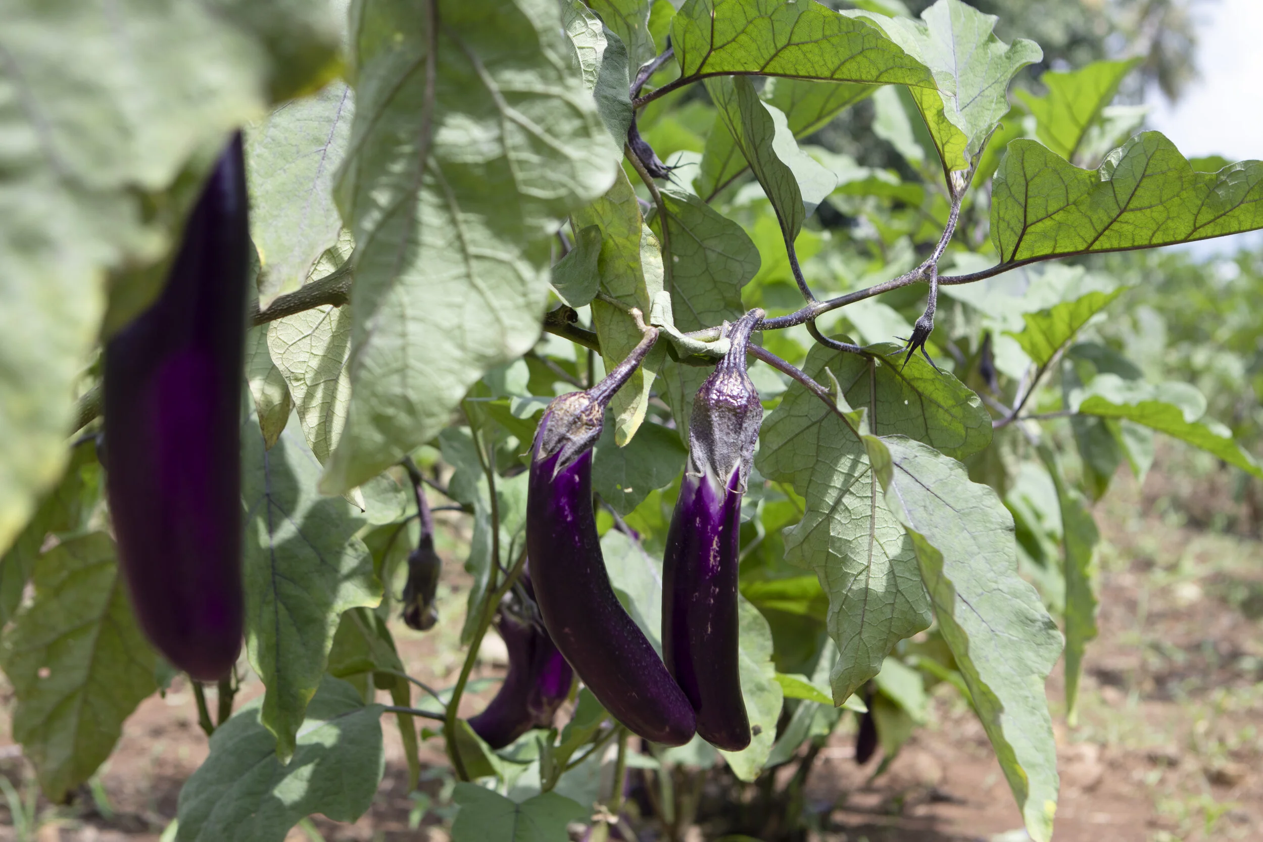 Eggplants grown with Dr. Bo's Enriched Potting Mix