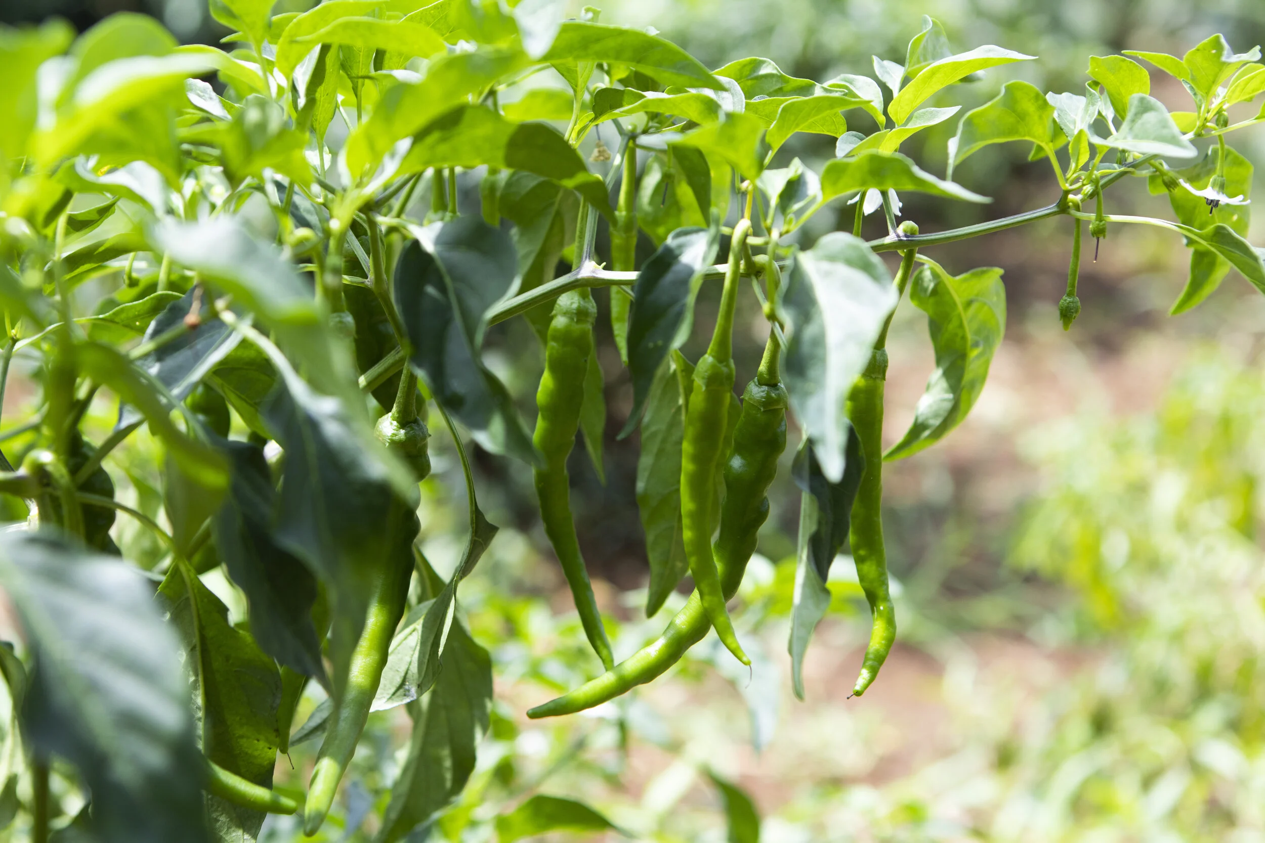 Chilies grown with Dr. Bo's Enriched Potting Mix