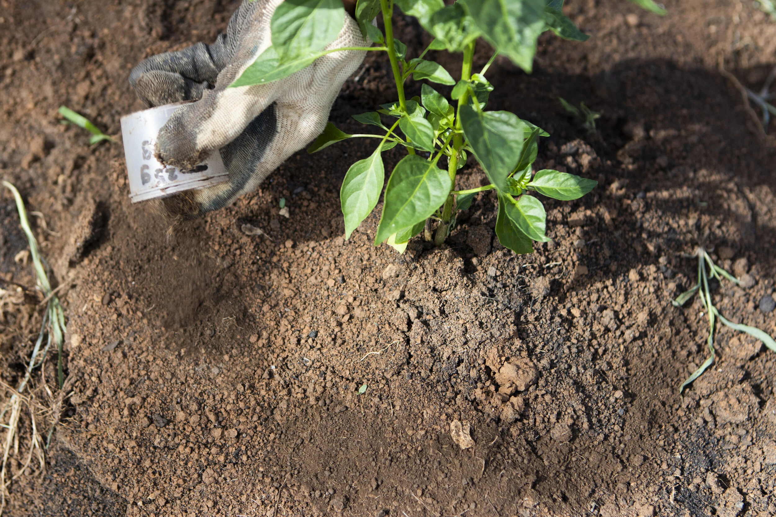 Application of Dr. Bo's Bio Fertilizer to a growing plant