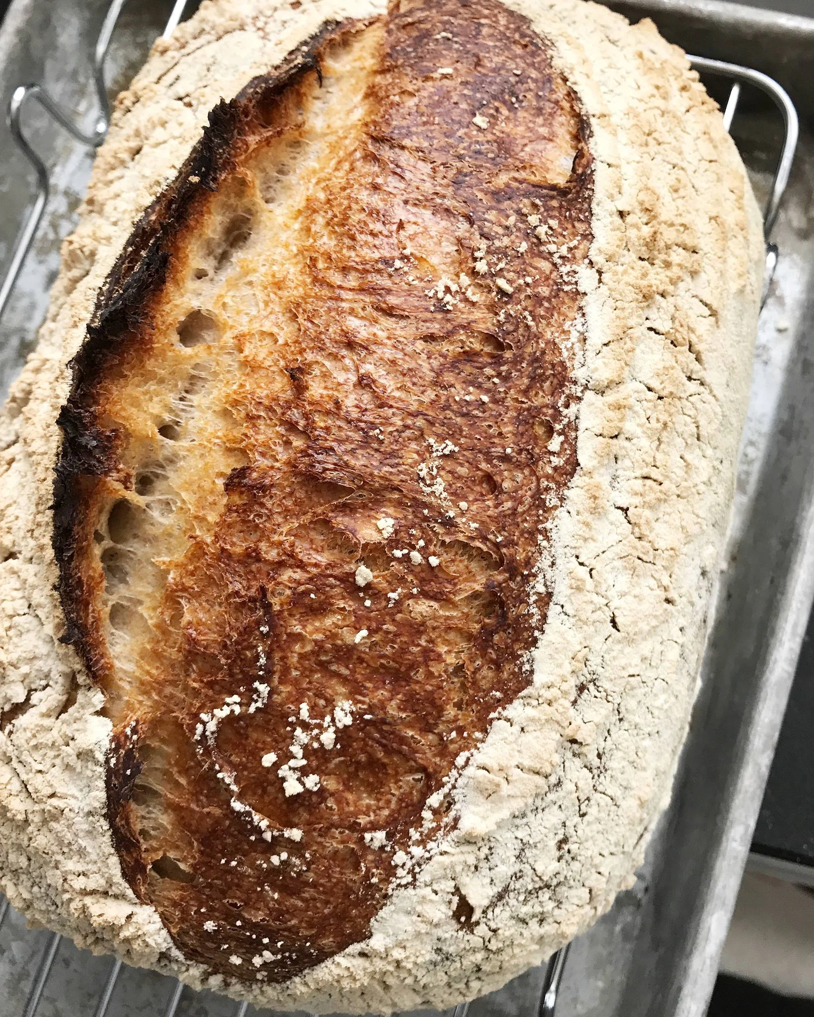 sourdough bloom.jpg