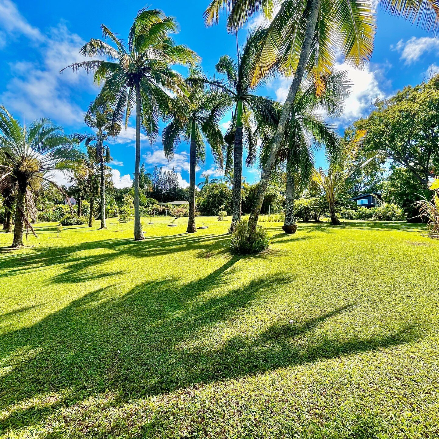 Huge day on the Northshore yesterday! 
Gotta love all this summer rain! 

From Kokomo to Ulumalu, 11 clients woke up today with resort quality lawns! Need yours looking its best? Give us a call, and see why We Mow Bettah!&trade;

808 866 8550
www.Nor