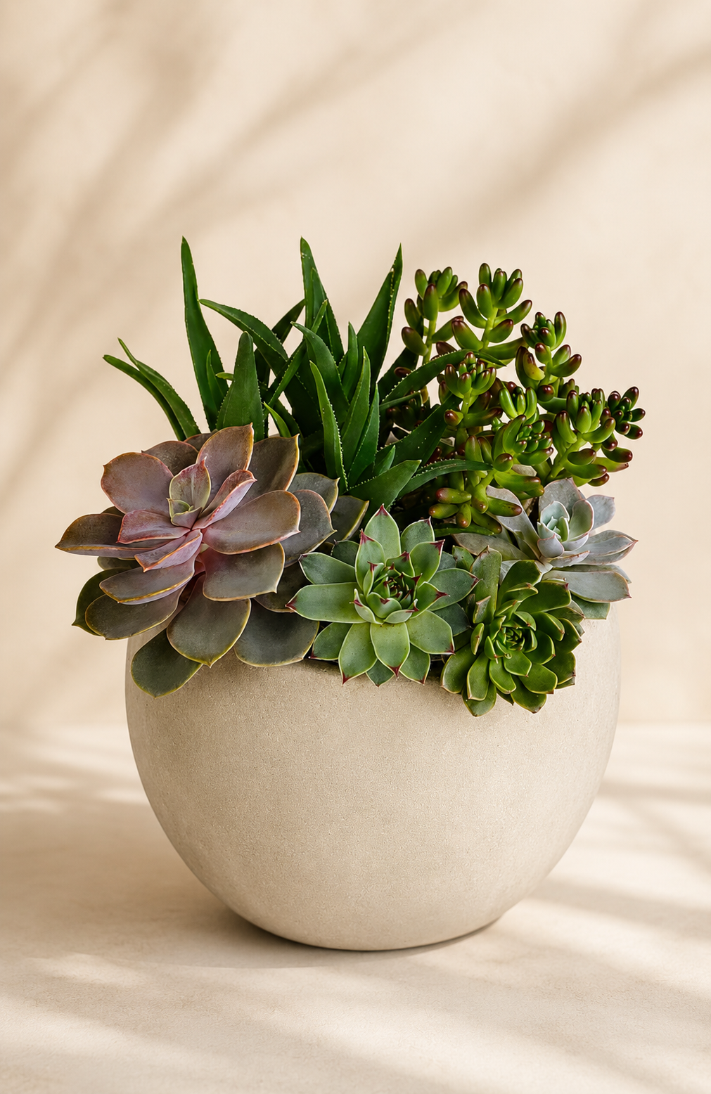 Succulent Garden Arrangement