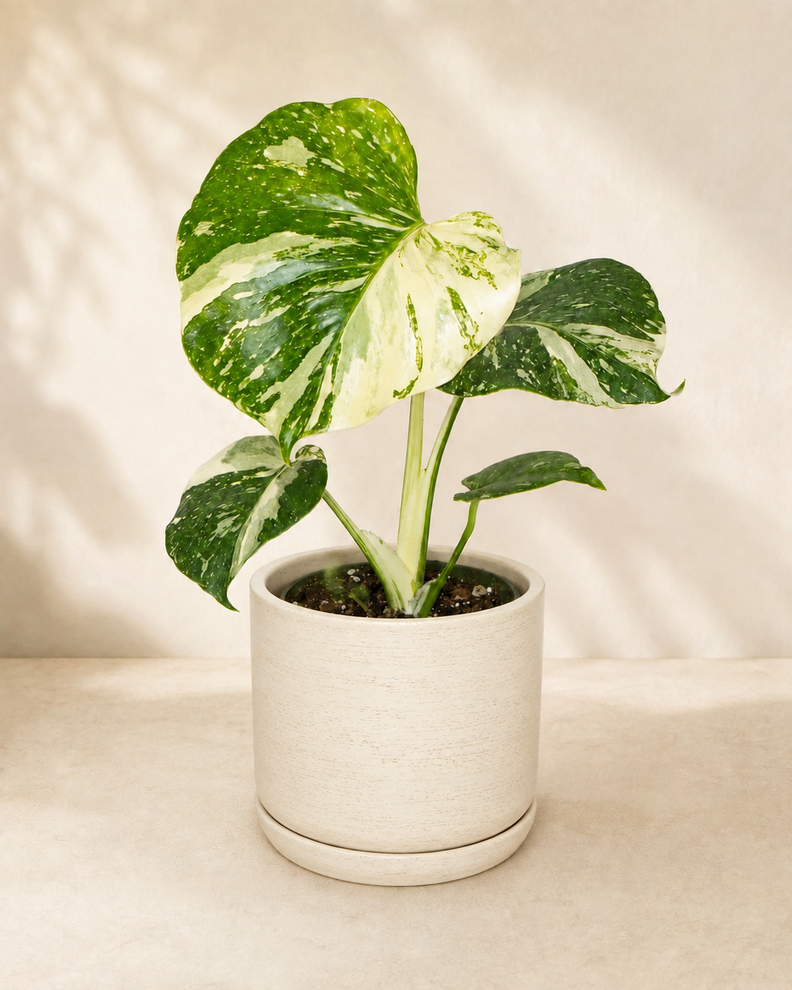 Variegated Monstera Deliciosa in Ceramic Pot