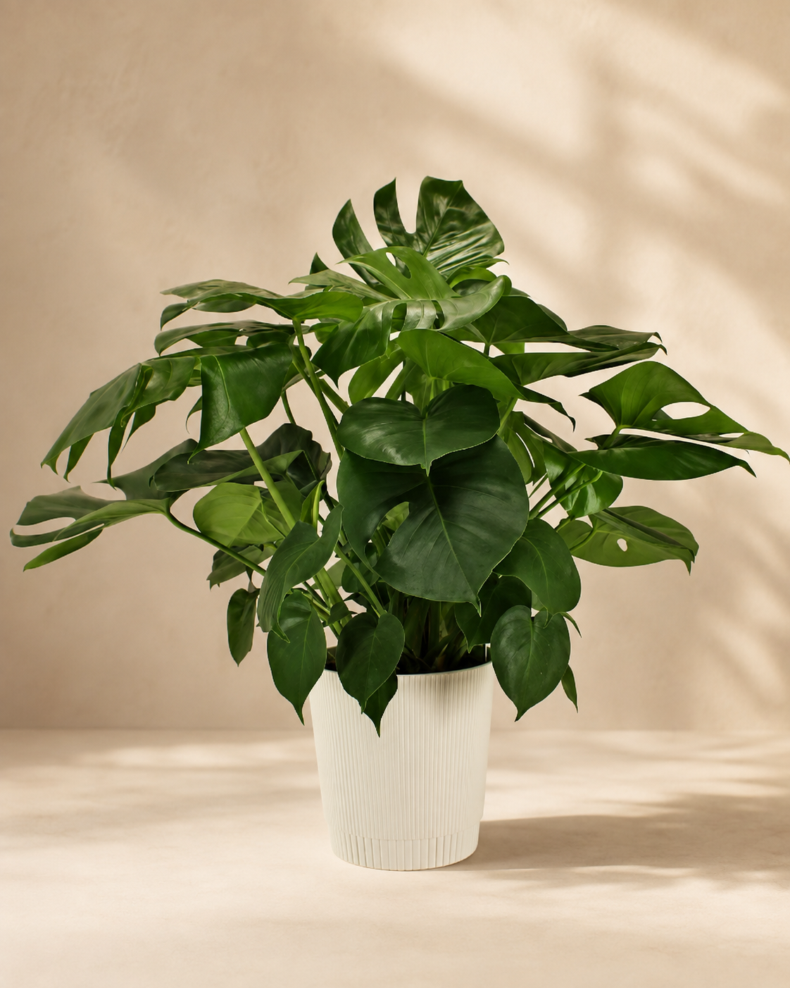 Monstera Deliciosa Potted Plant