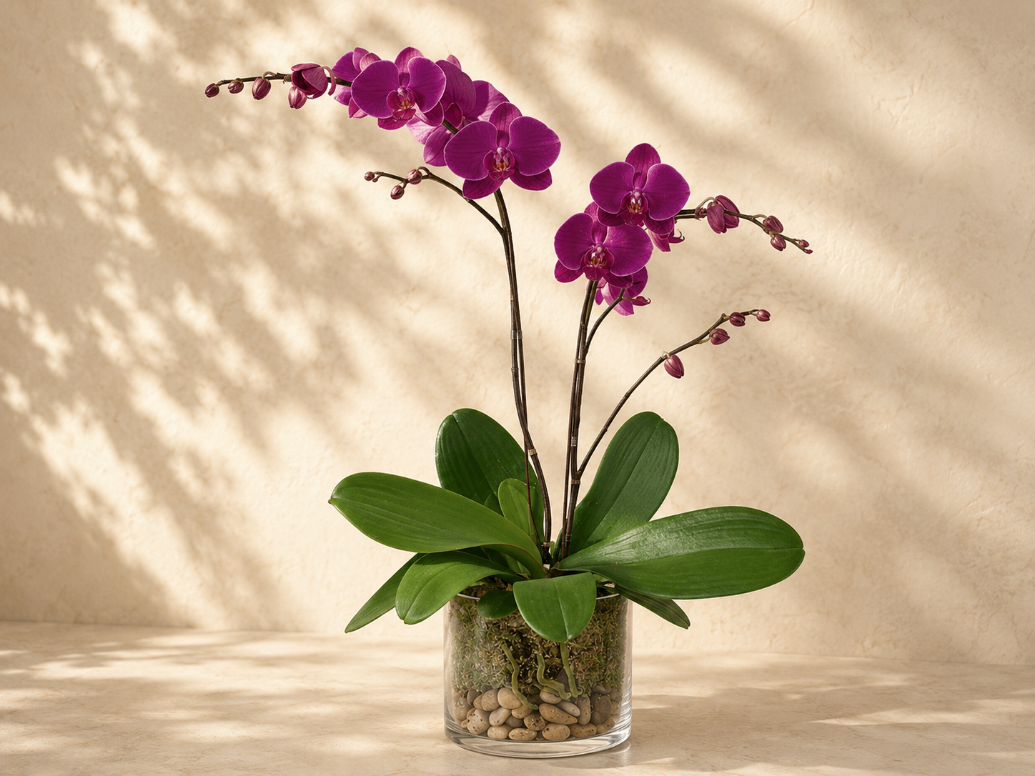 Elegant Purple Orchid in a pot