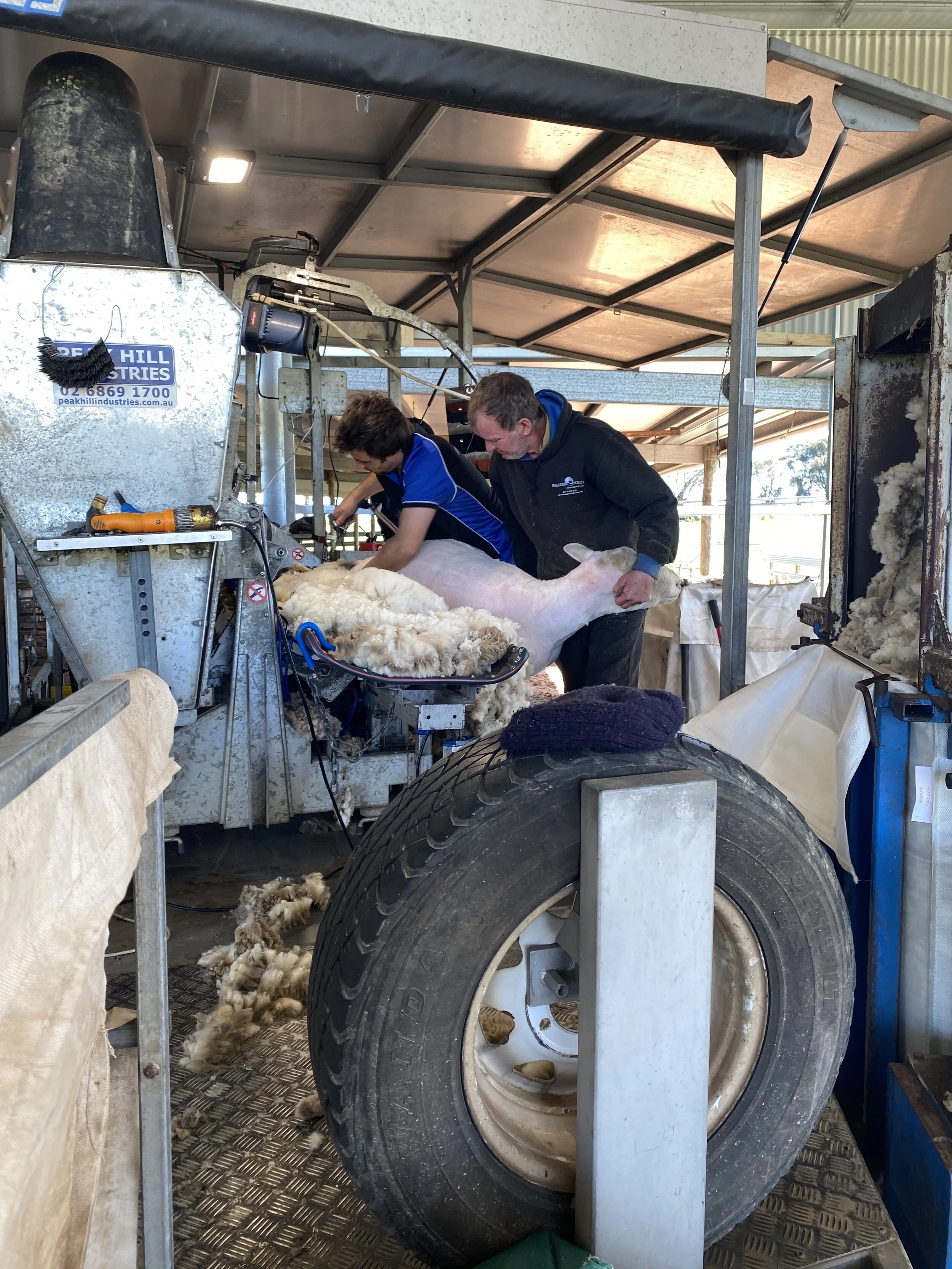 Shearing Sale Rams