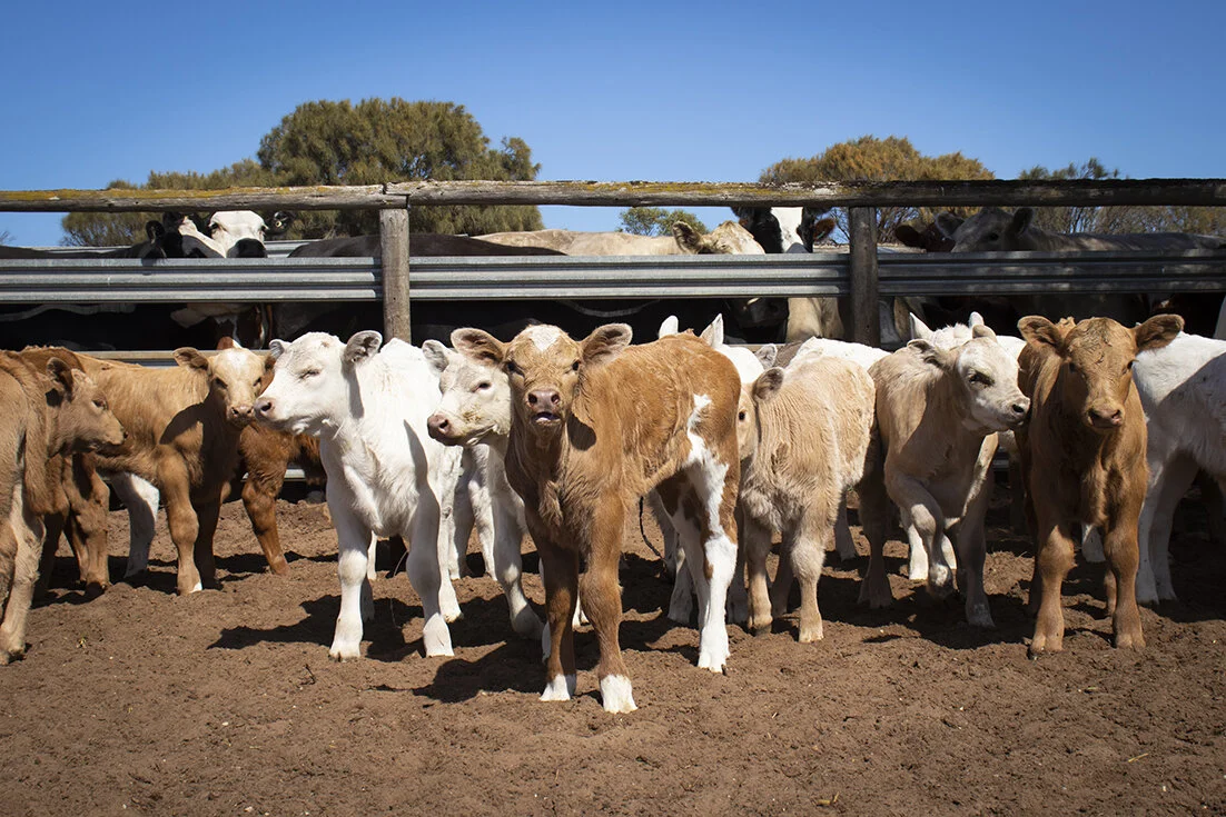 Calving &amp; Marking