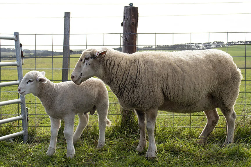  White Suffolk ram lamb sired by Aylesbury Farm 7375-17. 