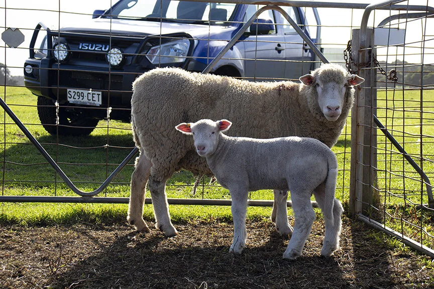  Poll Dorset ram lamb by new sire Ivadene 140-17. 