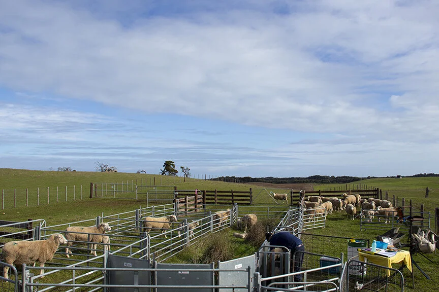  The set up: outside yards at Mount Benson. 