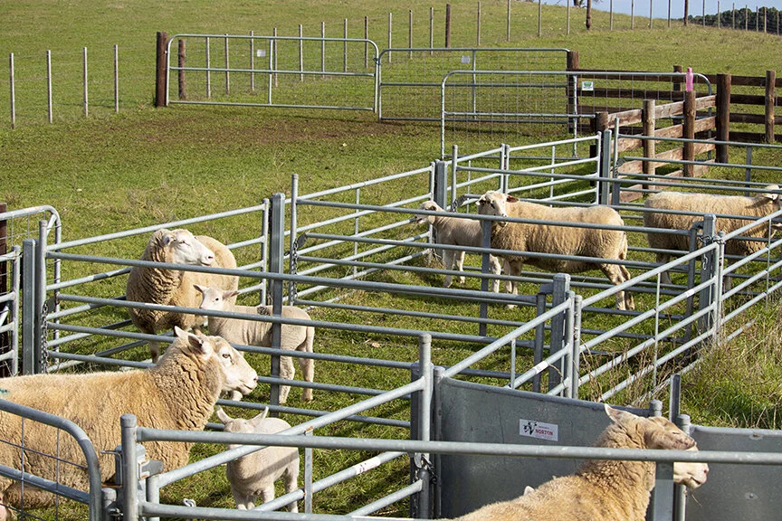  Ewes with their lambs, mothered up ready for tagging, recording and marking. 