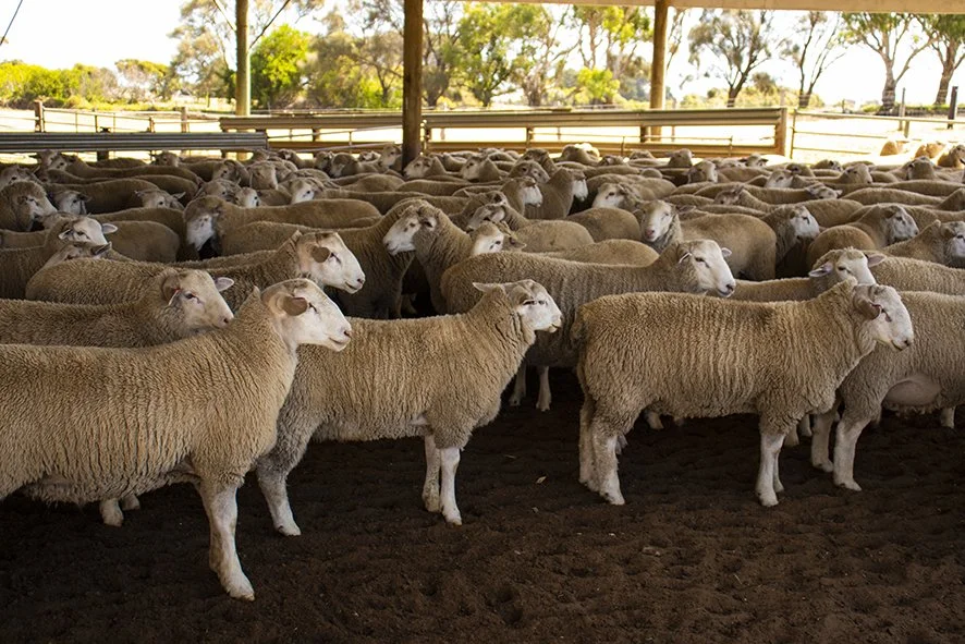 Shearing Ram Lambs