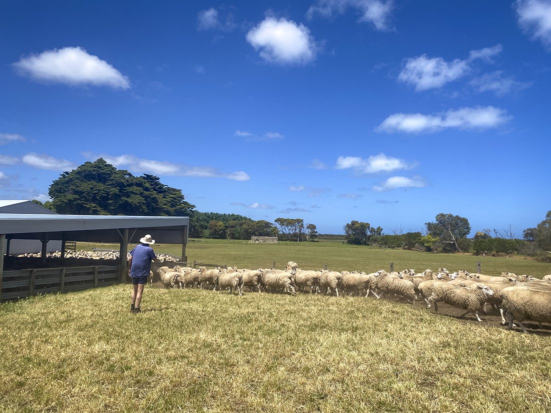 Shearing Ewes