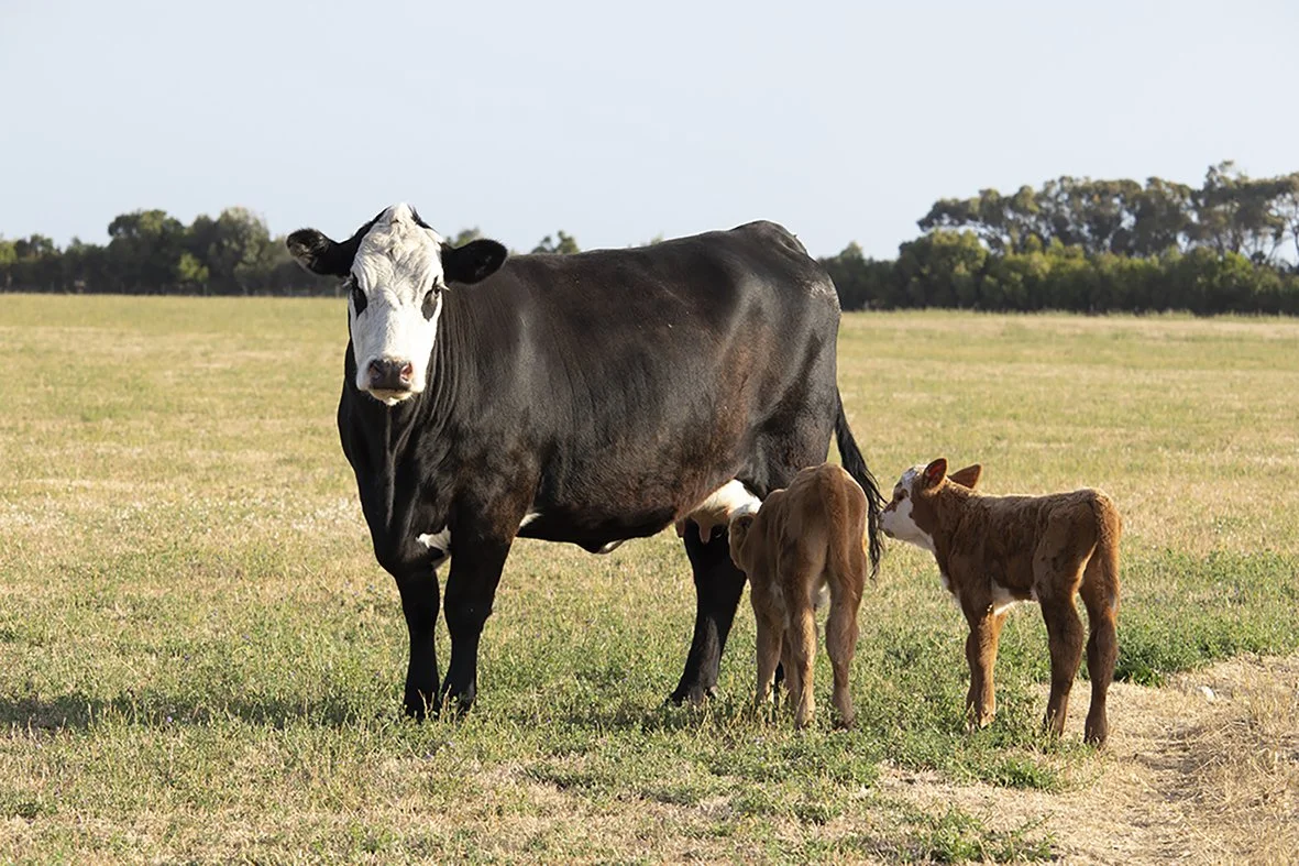 22_Calving_1.jpg