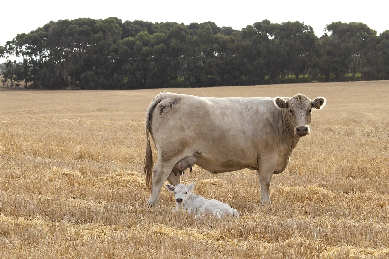 22_Calving_6.jpg