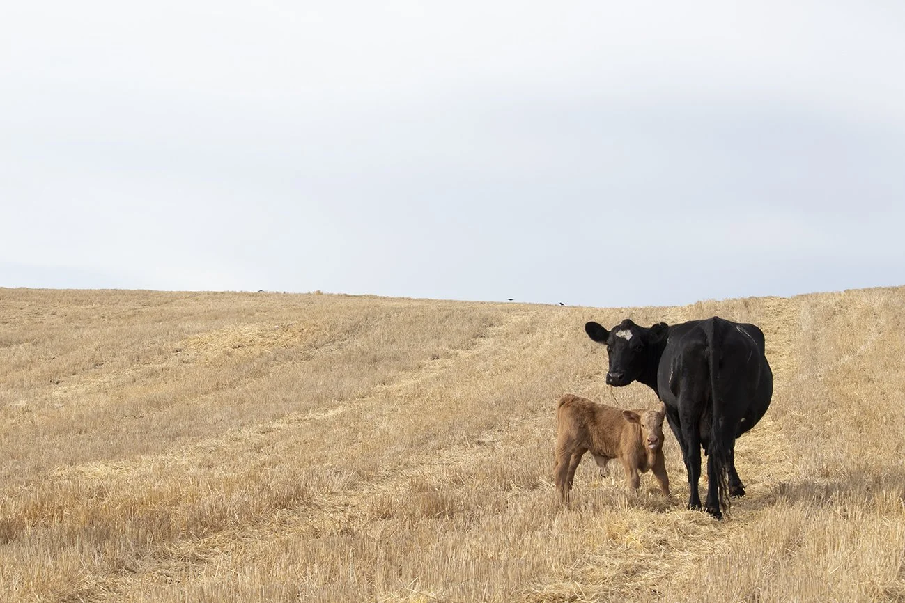 22_Calving_3.jpg